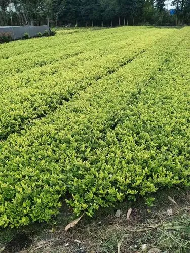 室外绿化工程分包合同模板